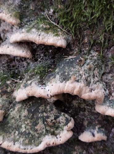 OSTROPÓRKA TOPOLOVÁ (Oxyporus populinus) FOTO: Marta Knauerová, 11/2024