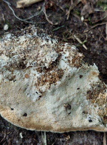 OSTROPÓRKA TOPOLOVÁ (Oxyporus populinus) FOTO: Marta Knauerová, 11/2024