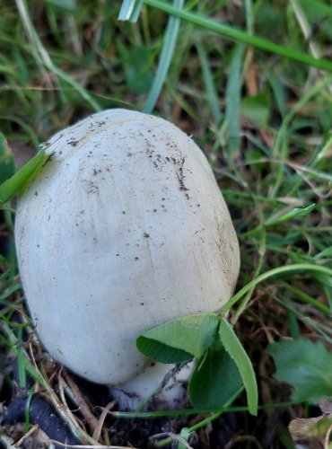 ŽAMPION ZÁPAŠNÝ neboli pečárka zápašná (Agaricus xanthoderma) FOTO: Marta Knauerová, 11/2024