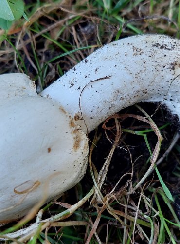 ŽAMPION ZÁPAŠNÝ neboli pečárka zápašná (Agaricus xanthoderma) FOTO: Marta Knauerová, 11/2024