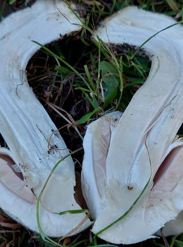 ŽAMPION ZÁPAŠNÝ neboli pečárka zápašná (Agaricus xanthoderma) FOTO: Marta Knauerová, 11/2024