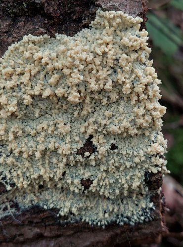 HLENKA, bez bližšího určení, FOTO: Marta Knauerová, 9/2023
HLENKY (Myxomycetes) jsou skupinou organizmů řazených dříve mezi houby. Patří do říše měňavkovci (Amoebozoa). Vyskytují se na tlejícím dřevu, v kůře, listí či mechu. 

