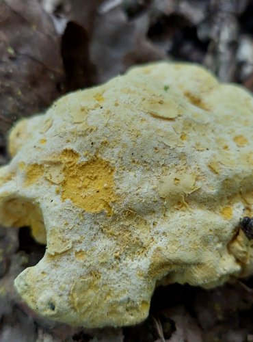 NEDOHUB ZLATOVÝTRUSÝ neboli prašnička zlatožlutá (Hypomyces chrysospermus) 
je parazitická vřeckovýtrusná houba rostoucí na hřibech. Bývá zaměňována za plíseň. FOTO: Marta Knauerová, 2022
