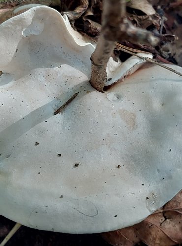 MECHOVKA OBECNÁ (Clitopilus prunulus) FOTO: Marta Knauerová, 2022
