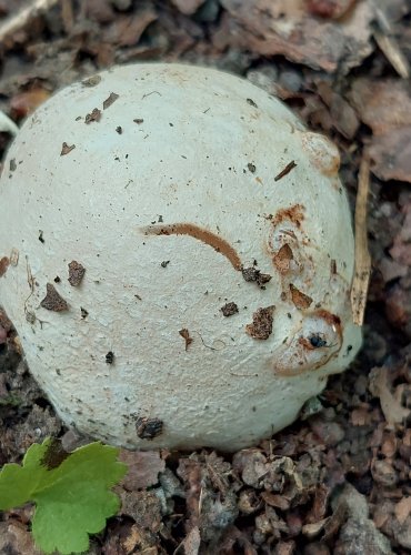HADOVKA SMRDUTÁ (Phallus impudicus), vajíčko, FOTO: Marta Knauerová, 6/2023