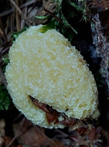 HLENKY (Myxomycetes) jsou skupinou organizmů řazených dříve mezi houby. Patří do říše měňavkovci (Amoebozoa). Vyskytují se na tlejícím dřevu, v kůře, listí či mechu. FOTO: Marta Knauerová, 6/2023
