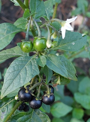 LILEK ČERNÝ (Solanum nigrum) zrající plodenství, FOTO: Marta Knauerová, 2022