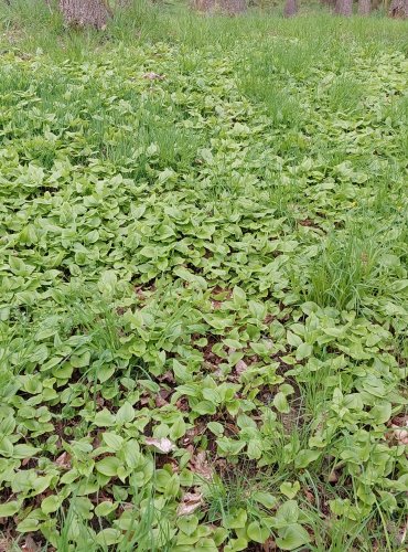 PSTROČEK DVOULISTÝ (Maianthemum bifolium) kobercový porost, FOTO: Marta Knauerová, 4/2023