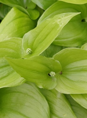PSTROČEK DVOULISTÝ (Maianthemum bifolium) FOTO: Marta Knauerová, 4/2023