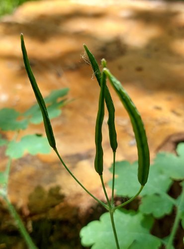 VLAŠTOVIČNÍK VĚTŠÍ (Chelidonium majus), nezralý plod, FOTO: Marta Knauerová, 6/2023