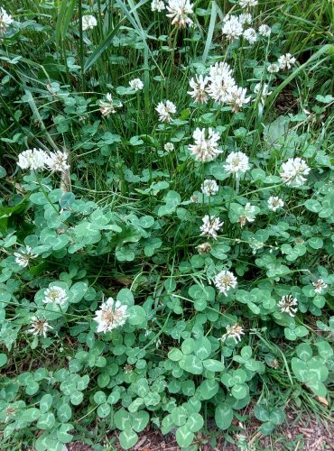 JETEL BÍLÝ PLAZIVÝ (Trifolium repens) FOTO: Marta Knauerová, 6/2023