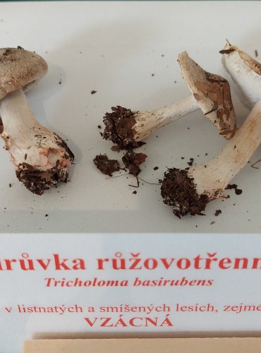 ČIRŮVKA RŮŽOVOTŘENNÁ (Tricholoma basirubens) zapsána v Červeném seznamu hub (makromycetů) České republiky v kategorii EN – ohrožený druh