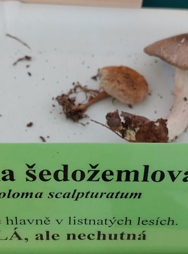 ČIRŮVKA ŠEDOŽEMLOVÁ (Tricholoma scalpturatum)