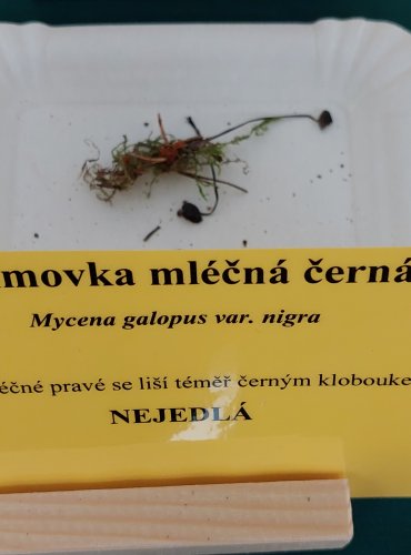 HELMOVKA MLÉČNÁ ČERNÁ (Mycena galopus var. nigra) 