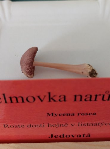 HELMOVKA NARŮŽOVĚLÁ (Mycena rosea) 