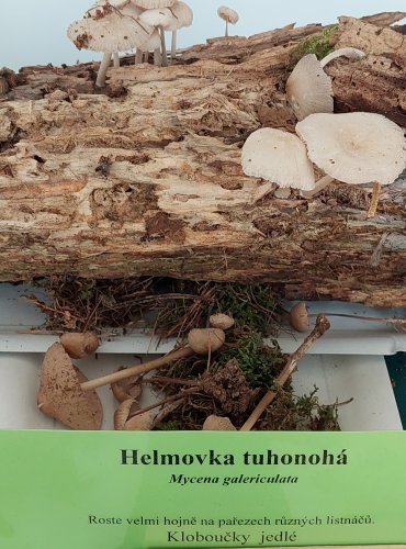 HELMOVKA TUHONOHÁ (Mycena galericulata) 