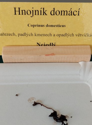 HNOJNÍK DOMÁCÍ (Coprinellus domesticus) 