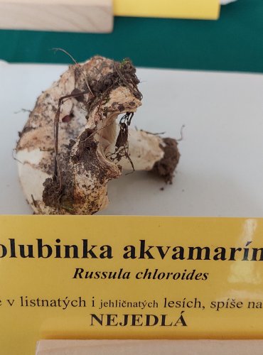 HOLUBINKA AKVAMARÍNOVÁ (Russula chloroides) 