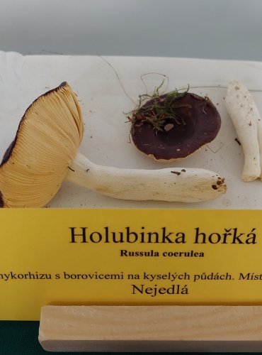 HOLUBINKA HOŘKÁ (Russula caeruelea) 