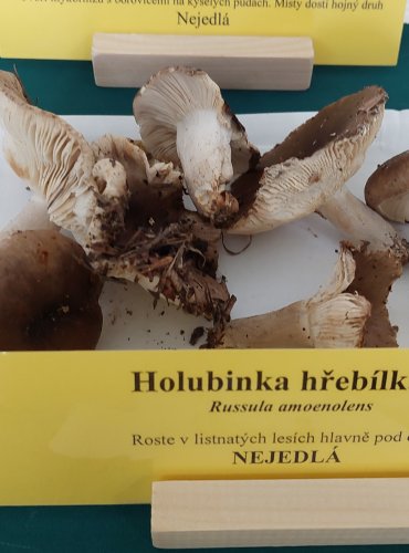 HOLUBINKA HŘEBÍLKATÁ (Russula amoenolens) 