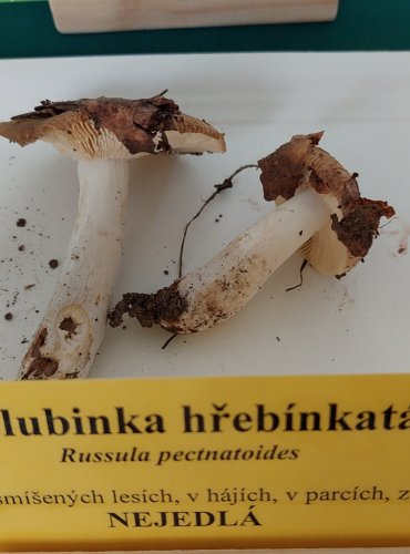 HOLUBINKA HŘEBÍNKATÁ (Russula pectinatoides) 