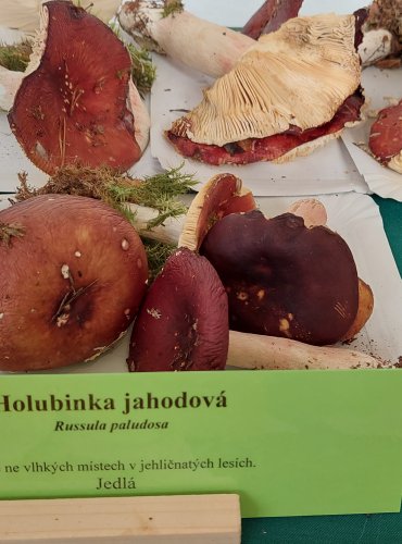HOLUBINKA JAHODOVÁ (Russula paludosa) 