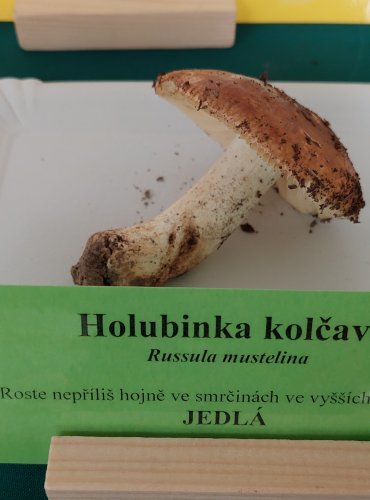 HOLUBINKA KOLČAVÍ (Russula mustelina) 