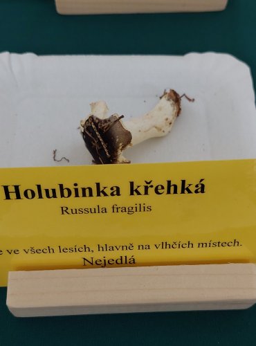 HOLUBINKA KŘEHKÁ (Russula fragilis) 