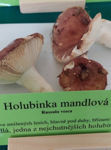 HOLUBINKA MANDLOVÁ (Russula vesca) 