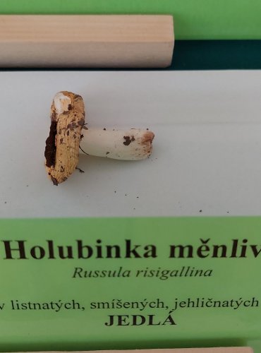 HOLUBINKA MĚNLIVÁ (Russula risigallina) 