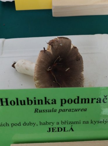 HOLUBINKA PODMRAČNÁ (Russula parazurea) 