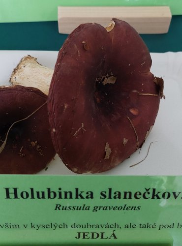HOLUBINKA SLANEČKOVÁ (Russula graveolens) 
