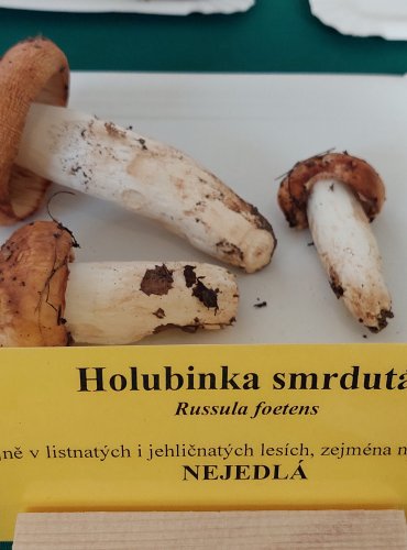 HOLUBINKA SMRDUTÁ (Russula foetens) 