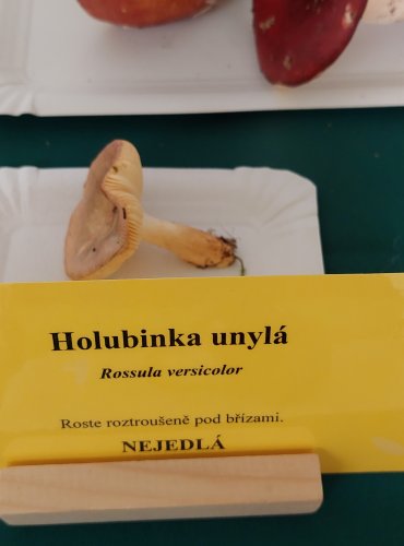 HOLUBINKA UNYLÁ (Russula versicolor) 