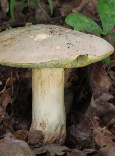 HŘIB PLAVÝ (Hemileccinum impolitum) zapsán v Červeném seznamu hub (makromycetů) v kategorii NT – téměř ohrožený druh 