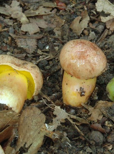 HŘIB PRUŽNÝ (Aureoboletus gentilis) zapsán v Červeném seznamu hub (makromycetů) v kategorii zapsán v Červeném seznamu hub (makromycetů) České republiky v kategorii VU – zranitelný druh 