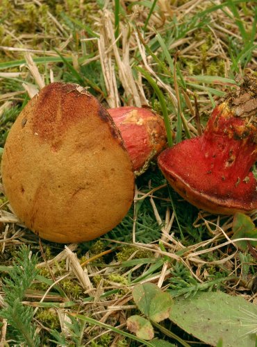 HŘIB RUBÍNOVÝ (Rubinoboletus rubinus) velmi vzácný, zapsán v Červeném seznamu hub (makromycetů) v kategorii EN – ohrožený druh