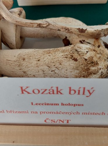 KOZÁK BÍLÝ (Leccinum holopus) zapsán v Červeném seznamu hub (makromycetů) České republiky v kategorii NT – téměř ohrožený druh 