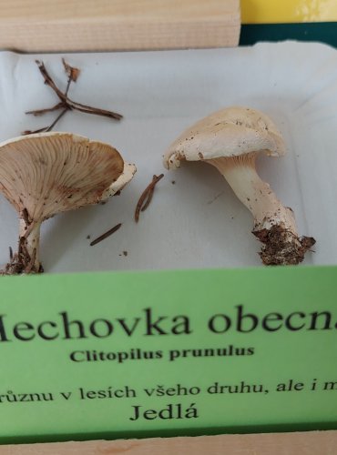 MECHOVKA OBECNÁ (Clitopilus prunulus) 