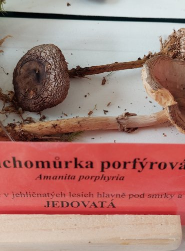 MUCHOMŮRKA PORFYROVÁ (Amanita porphyria) 