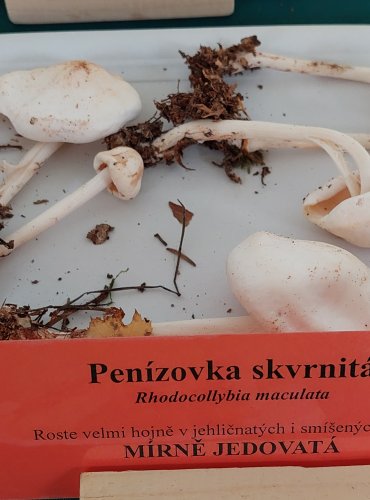 PENÍZOVKA SKVRNITÁ (Rhodocollybia maculata)