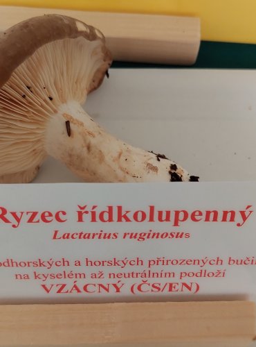 RYZEC ŘÍDKOLUPENNÝ (Lactarius ruginosus) zapsán v Červeném seznamu hub (makromycetů) v kategorii EN – ohrožený druh 