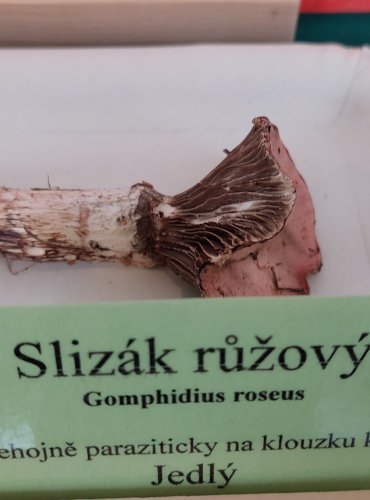 SLIZÁK RŮŽOVÝ (Gomphidius roseus)