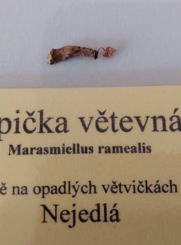 ŠPIČKA VĚTEVNÁ (Marasmiellus ramealis) 
