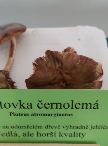 ŠTÍTOVKA ČERNOLEMÁ (Pluteus atromarginatus) 