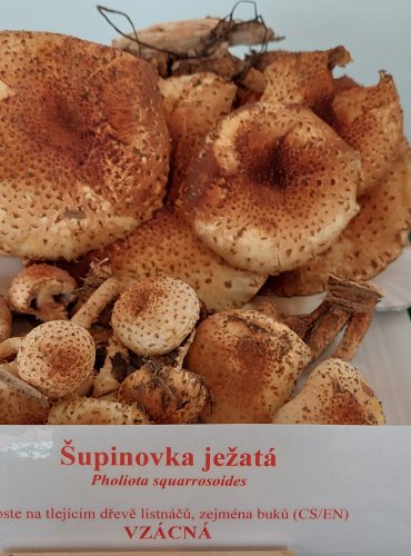ŠUPINOVKA JEŽATÁ (Pholiota squarrosoides) zapsána v Červeném seznamu hub (makromycetů) České republiky v kategorii EN – ohrožený druh