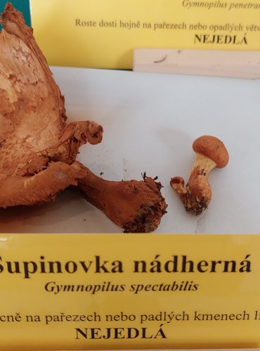 ŠUPINOVKA NÁDHERNÁ (Gymnopilus spectabilis)
