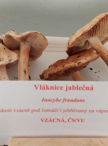 VLÁKNICE JABLEČNÁ (Inocybe fraudans) zapsána v Červeném seznamu hub (makromycetů) České republiky v kategorii VU – zranitelný druh 