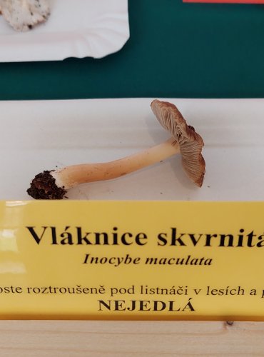 VLÁKNICE SKVRNITÁ (Inocybe maculata) 