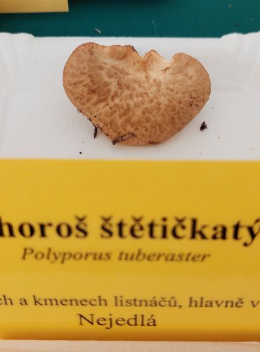 CHOROŠ ŠTĚTIČKATÝ (Polyporus tuberaster)